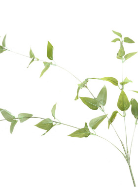绿色植物吊兰室内四季常青假花