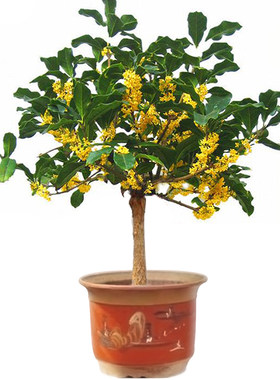 盆栽浓香型嫁接好养易活桂花树苗