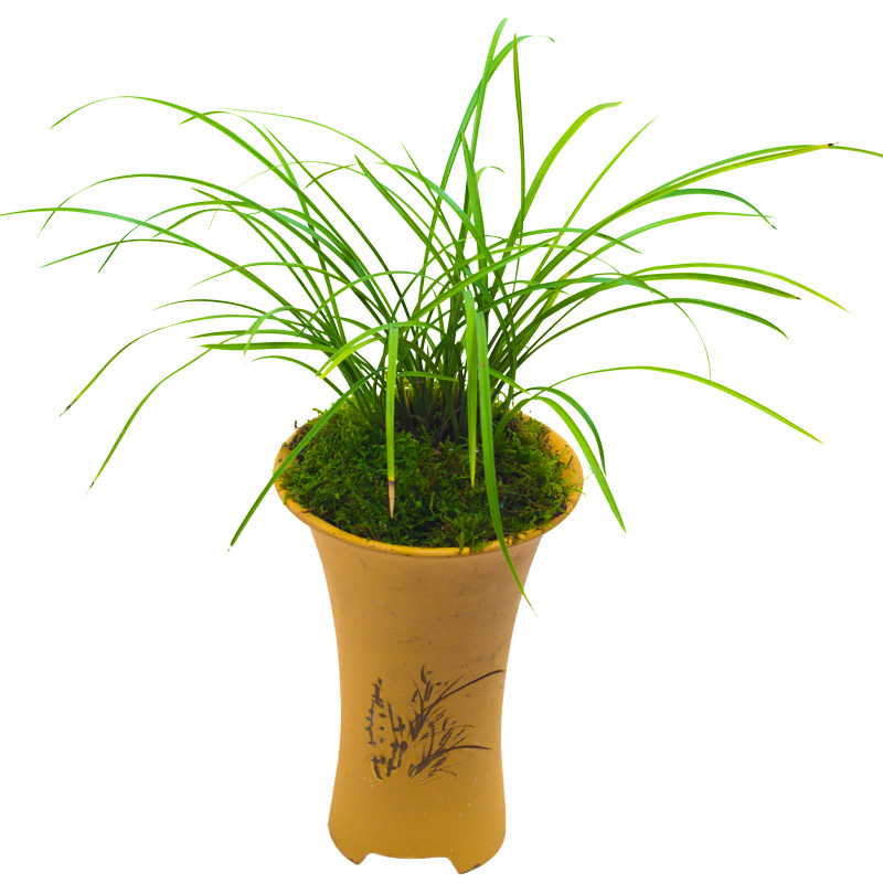 【小雪素】兰花苗莲瓣兰名贵盆栽花卉植物室内兰草国兰浓香不带花