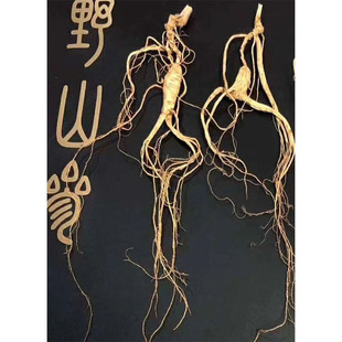 长白山林下参老池底打粉料林下参籽参10克养生人参高年头残肢包邮