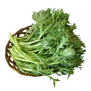 四季播种春秋高产茼蒿种子大田盆栽植物蒿菜菊花菜籽菜园青菜叶菜