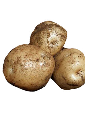 农家新鲜小土豆应季蔬菜黄心洋芋