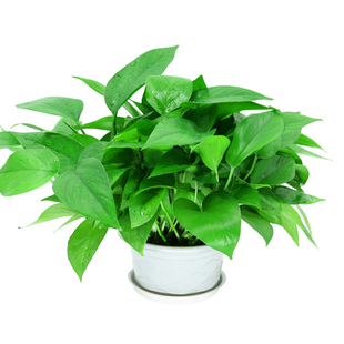 日本木立芦荟植物盆栽 龙爪菊芦荟盆栽龙爪芦荟 食用药用芦荟叶片