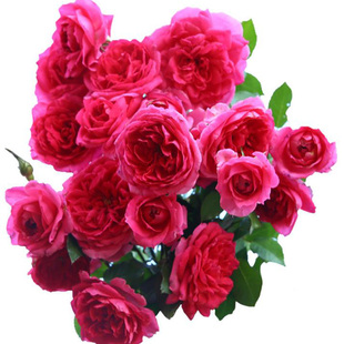 藤本大游行 四季开花大花拱门花柱抗病强盆栽地栽大苗月季花苗