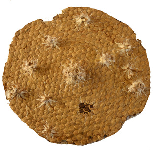 云南哀牢山野生空胡蜂巢 野蜂巢 蜂窝 野蜂房马蜂巢1斤包邮