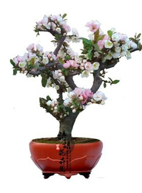 带花发货海棠室内外净化空气