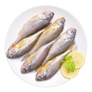 野生小黄鱼 新鲜黄鱼冰鲜黄花鱼 东海舟山鲜活海鲜水产中号7条/斤