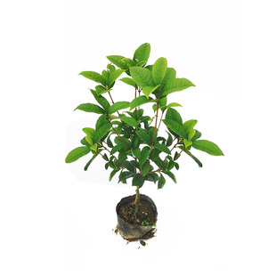 四季桂花树苗盆栽植物阳台花卉观花室内带花浓香型庭院四季桂金桂