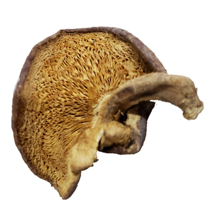 长白山野生香菇干货东北农家山里自采野生小香菇 250g/袋