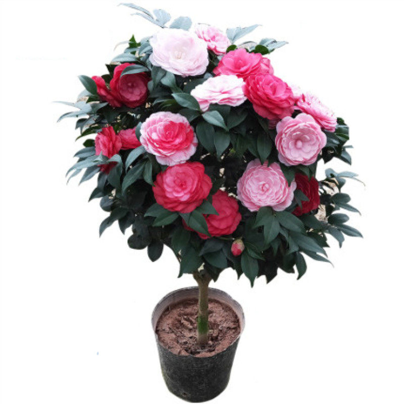 山茶花盆栽 四季茶花树苗开花不断 耐冬植物庭院室内花苗浓香花卉