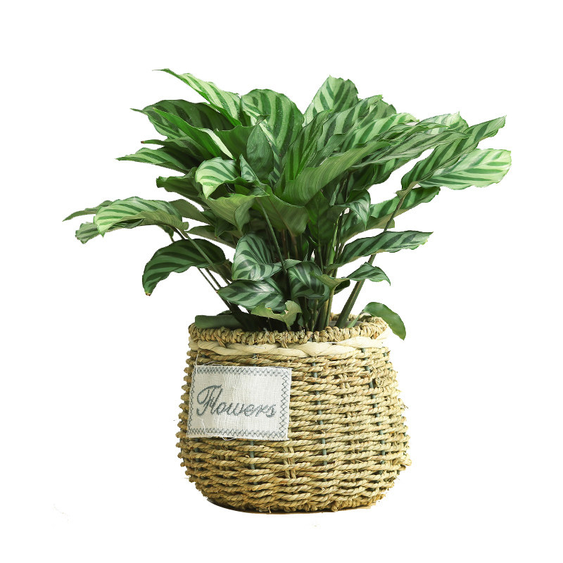 翠叶竹芋植物花卉上海杭州同城