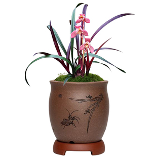 高档兰花苗盆栽 建兰红草红荷红花叶 文心兰带花苞有香味的花卉草