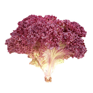 优质红叶生菜种子籽罗莎红紫罗兰大叶紫霞蔬菜种四季阳台盆栽高产