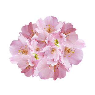 日本樱花树木兰玉兰虹越庭院花园观花乔木裸根苗室外种多年生花卉