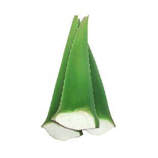 超大美国库拉索芦荟叶片盆栽绿植新老鲜大叶片美容食用粘稠包邮