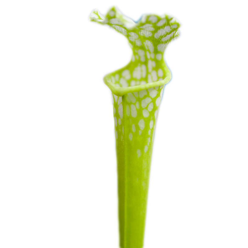 【人手一颗】绿白瓶Mint薄荷糖/无花青素个体/超可爱的嫩绿色