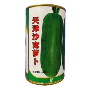 天津沙窝水果青萝卜种子种籽白红潍县萝卜大全夏天秋四季蔬菜种孑
