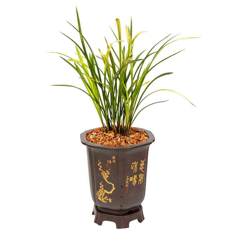 大王墨兰宽叶线艺八宝奇珍花苗