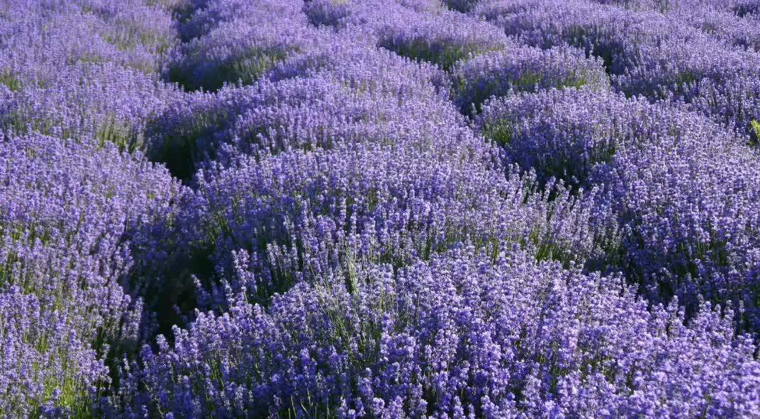 Wholesale Best Quality Dry Lavender Flower Pure Dried Lavender Buds