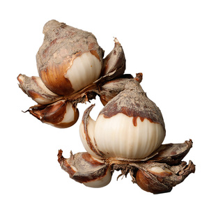 精选特级漳州水仙花大种球正宗大花头 水培球根植物原产地发货