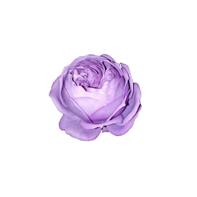 德国阳台玫瑰花卉蓝色绒球新品