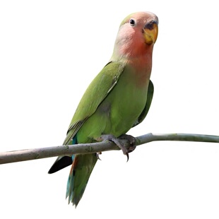 桃脸牡丹鹦鹉活物宠物鸟黄桃绿桃小鸟活体亲人手养观赏鸟爱情鸟