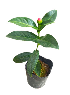 绿植四季越南海棠茶花盆栽包邮
