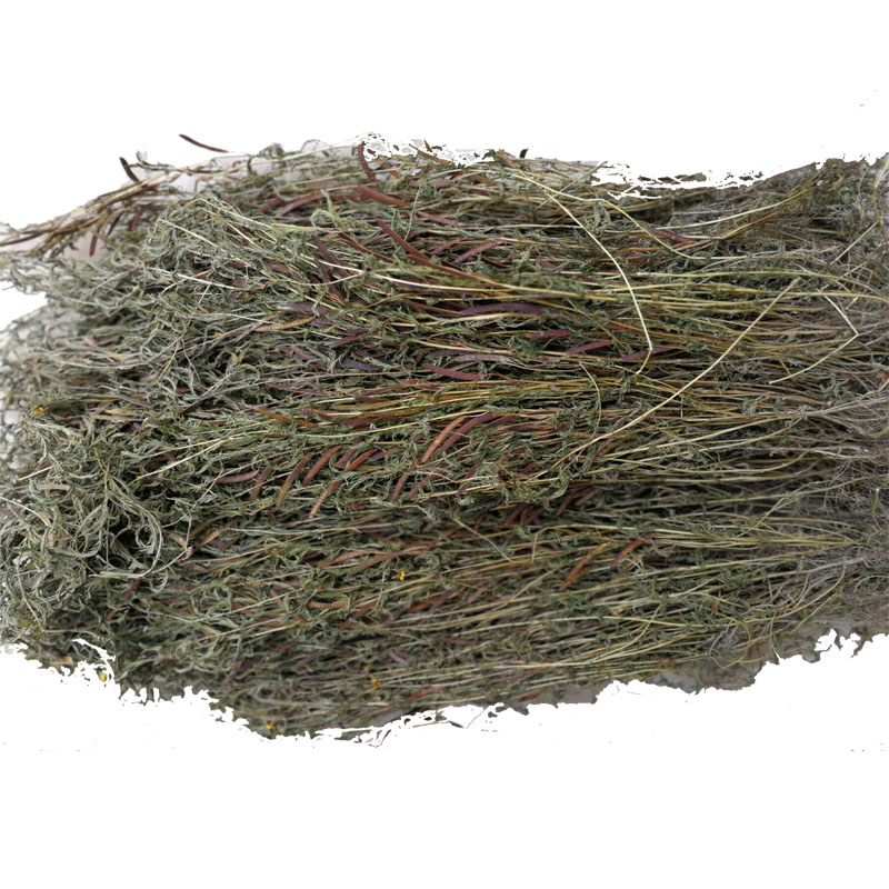广西软肝草中药材铁甲草坡扁白草