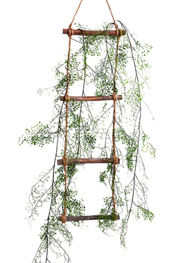 缠绕蕨类绿植造景点缀蔓藤