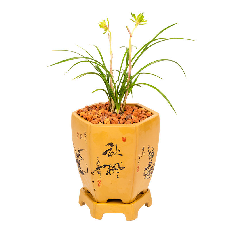 日本春兰矮种花苗好养绿植盆栽
