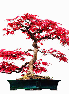 室内美国花籽四季绿植日本红枫