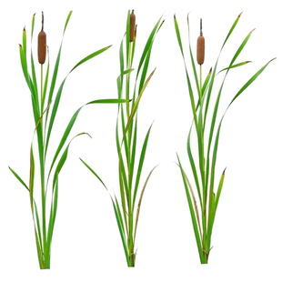 水生花卉植物香蒲草苗水烛菖蒲水池鱼塘造景净化水质蒲黄棒水养