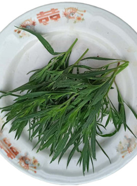 扫帚菜新鲜想现剪急速发货
