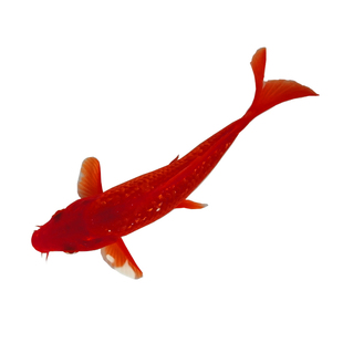 高端日本纯种尾形血统锦鲤火鲤 闪鳞 观赏鱼 钻石鳞 鳞片发光金鱼