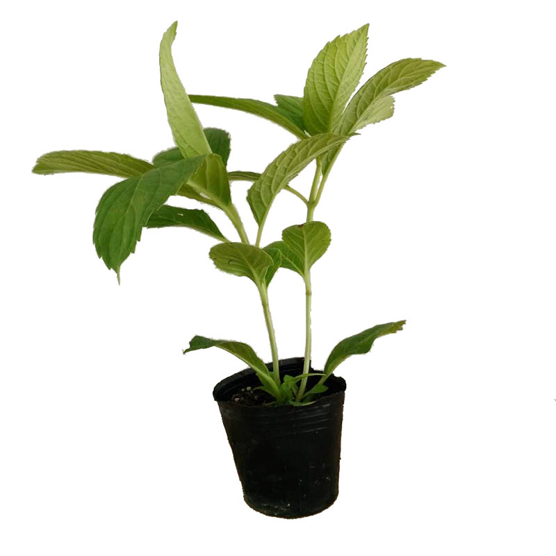 绣球花苗无尽夏八仙花紫阳花卉庭院阳台观花植物盆栽地栽室外耐寒