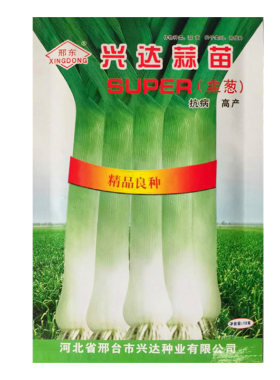 红根蒜苗种子北方宽叶高产韭葱