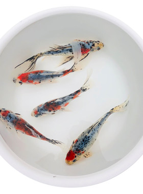 冷水鱼新手小红白锦鲫好养淡水鱼