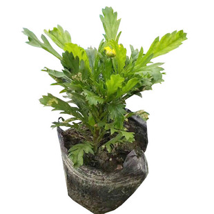 沐春菊木春菊蓬蒿菊花盆栽玛格丽特 四川绿化苗木鲜花
