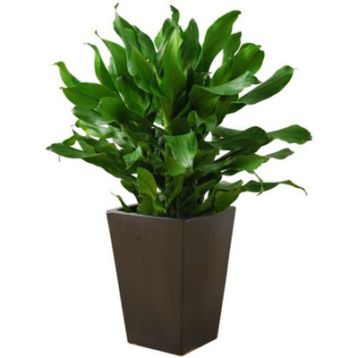 富贵竹绿植室内四季常青螺纹铁