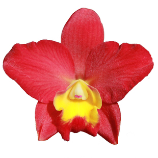 顺丰包邮Rlc. Samantha Duncan 红桔子开花机器卡特兰花洋兰