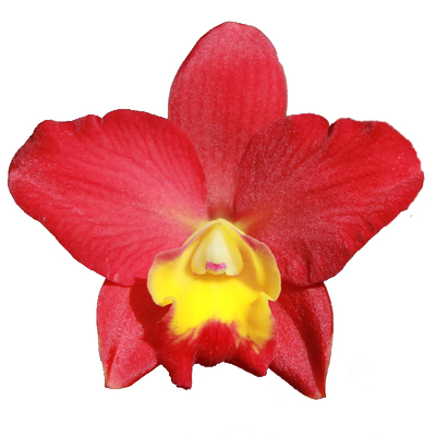 顺丰包邮Rlc. Samantha Duncan 红桔子开花机器卡特兰花洋兰