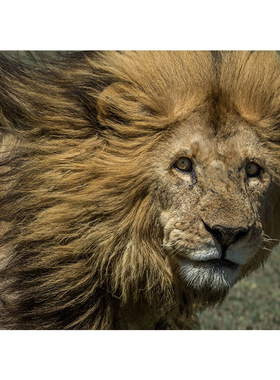 非洲雄狮草原王者房间玄关挂画