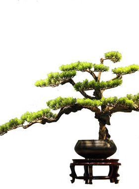 摆件枯山水景观绿植盆栽家居玄关