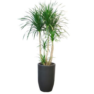 老桩龙血树多头龙须树室内盆景花卉大型绿植成品组合盆栽观叶植物