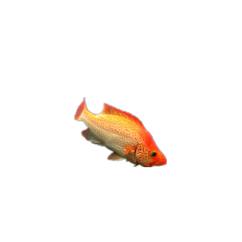 活体大型凶猛淡水观赏鱼