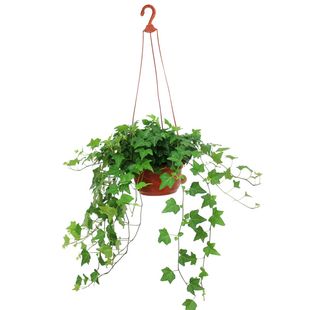 绿植盆栽 办公室桌面盆栽 青叶长春藤 金边常春藤 带盆发货