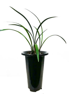 盆栽植物名贵兰花苗