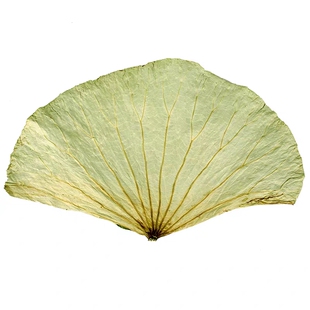 荷叶整张干荷微山湖天然茶片蒸包饭莲叶藕叶500g叫花鸡专用1斤装
