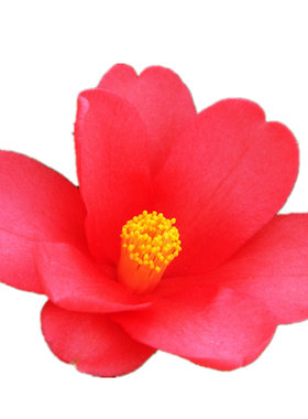 四季杜鹃茶超长花期室内盆栽好养