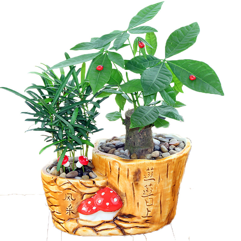 绿植室内客厅盆栽发财树